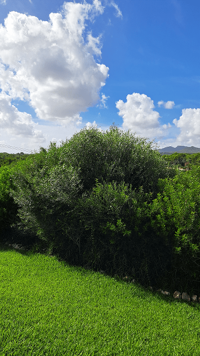 Galeria Jardinería Kleber
