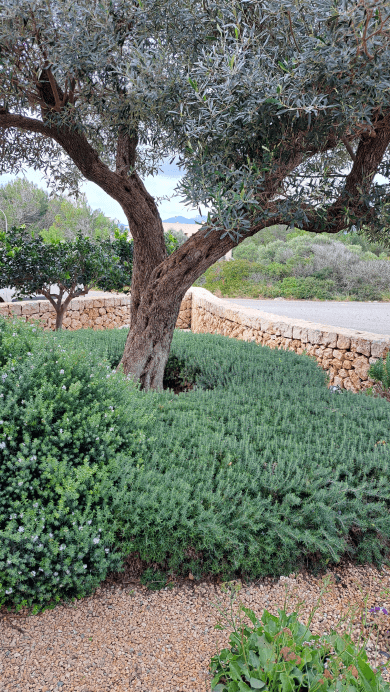 Galeria Jardinería Kleber