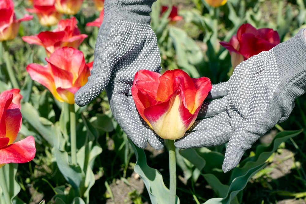 Que es un paisajista y cuáles son sus funciones